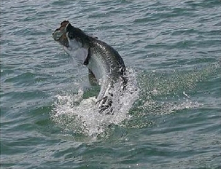 peces de pesca